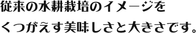 従来の水耕栽培のイメージをくつがえす美味しさと大きさです。